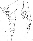 Species Scaphocalanus farrani - Plate 12 of morphological figures