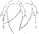Espce Scaphocalanus farrani - Planche 13 de figures morphologiques