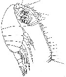 Espce Metridia curticauda - Planche 4 de figures morphologiques
