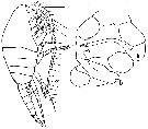 Espce Metridia curticauda - Planche 6 de figures morphologiques