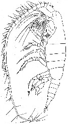 Espce Heterostylites nigrotinctus - Planche 3 de figures morphologiques