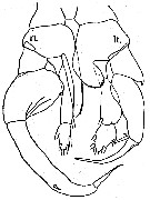 Espce Heterostylites nigrotinctus - Planche 4 de figures morphologiques