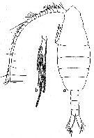 Espce Augaptilus glacialis - Planche 6 de figures morphologiques