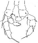 Espce Augaptilus glacialis - Planche 7 de figures morphologiques