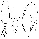 Espce Paracalanus gracilis - Planche 2 de figures morphologiques