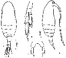 Species Parvocalanus crassirostris - Plate 15 of morphological figures