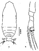 Espce Calocalanus pavo - Planche 7 de figures morphologiques