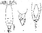 Espce Calocalanus plumulosus - Planche 6 de figures morphologiques