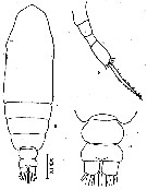 Espce Calocalanus pavoninus - Planche 8 de figures morphologiques