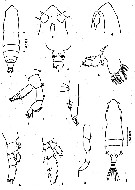 Espce Subeucalanus pileatus - Planche 10 de figures morphologiques