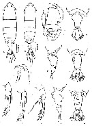 Species Pontella fera - Plate 13 of morphological figures