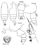 Espce Batheuchaeta heptneri - Planche 1 de figures morphologiques