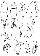 Espce Pontella sinica - Planche 2 de figures morphologiques