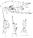 Espce Mecynocera clausi - Planche 12 de figures morphologiques