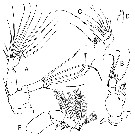 Espce Mecynocera clausi - Planche 13 de figures morphologiques