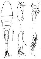 Espce Lubbockia marukawai - Planche 1 de figures morphologiques