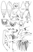 Espce Batheuchaeta lamellata - Planche 1 de figures morphologiques
