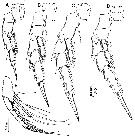 Species Pontella fera - Plate 16 of morphological figures