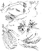 Species Pontella securifer - Plate 13 of morphological figures
