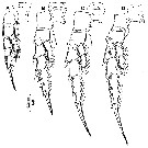 Espce Pontella securifer - Planche 14 de figures morphologiques