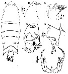 Espce Pontella securifer - Planche 15 de figures morphologiques
