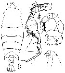 Espce Pontella securifer - Planche 16 de figures morphologiques