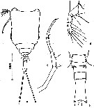 Espce Copilia quadrata - Planche 4 de figures morphologiques