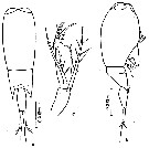 Espce Farranula longicaudis - Planche 1 de figures morphologiques