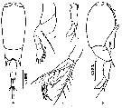 Espce Farranula concinna - Planche 3 de figures morphologiques
