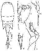 Espce Corycaeus (Onychocorycaeus) agilis - Planche 12 de figures morphologiques