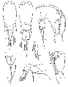 Espce Corycaeus (Ditrichocorycaeus) andrewsi - Planche 11 de figures morphologiques