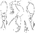 Espce Corycaeus (Ditrichocorycaeus) lubbocki - Planche 5 de figures morphologiques