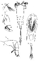 Espce Corycaeus (Urocorycaeus) longistylis - Planche 9 de figures morphologiques