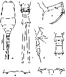 Espce Copilia vitrea - Planche 1 de figures morphologiques