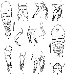 Espce Sapphirina gemma - Planche 5 de figures morphologiques