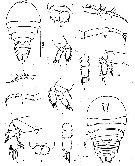 Espce Sapphirina opalina - Planche 5 de figures morphologiques