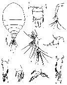 Species Pachos dentatum - Plate 2 of morphological figures