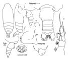 Espce Batheuchaeta tuberculata - Planche 1 de figures morphologiques