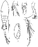 Espce Lubbockia squillimana - Planche 3 de figures morphologiques