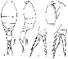 Espce Oncaea clevei - Planche 5 de figures morphologiques