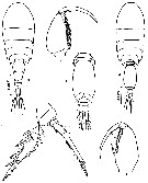 Espce Oncaea mediterranea - Planche 10 de figures morphologiques