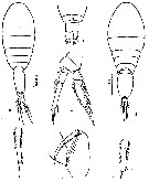 Espce Oncaea media - Planche 7 de figures morphologiques