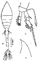 Espce Oithona setigera - Planche 7 de figures morphologiques