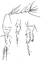 Espce Oithona fallax - Planche 7 de figures morphologiques