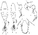 Espce Acartiella sinensis - Planche 4 de figures morphologiques