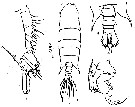 Espce Pontellopsis villosa - Planche 12 de figures morphologiques