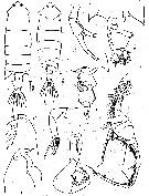 Species Pontella princeps - Plate 8 of morphological figures