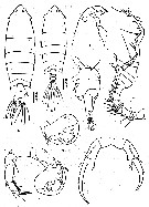 Species Pontella securifer - Plate 18 of morphological figures
