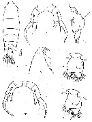 Species Pontella securifer - Plate 17 of morphological figures