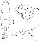 Species Labidocera sinilobata - Plate 4 of morphological figures